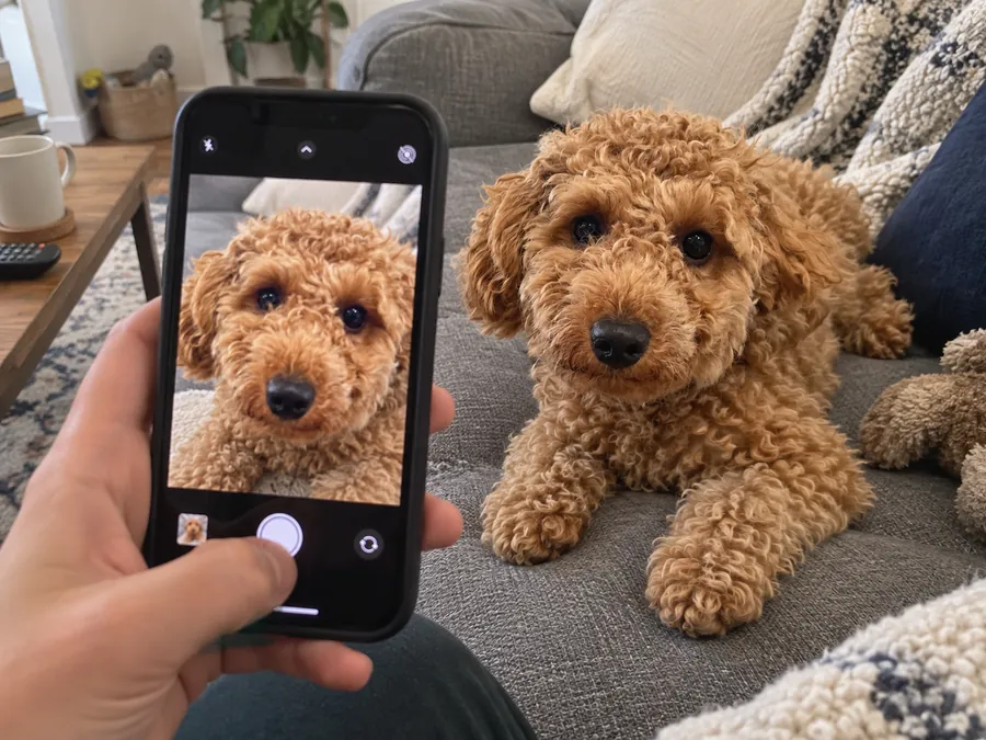 A hand holding a phone, taking a photo of a curly apricot dog on a couch