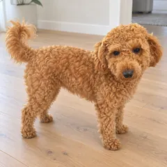 Good: the whole dog, from the side