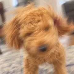 Avoid: a blurry photo