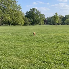 Avoid: the dog too far away
