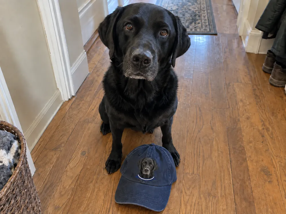 A black Labrador on a hallway floor with its cap