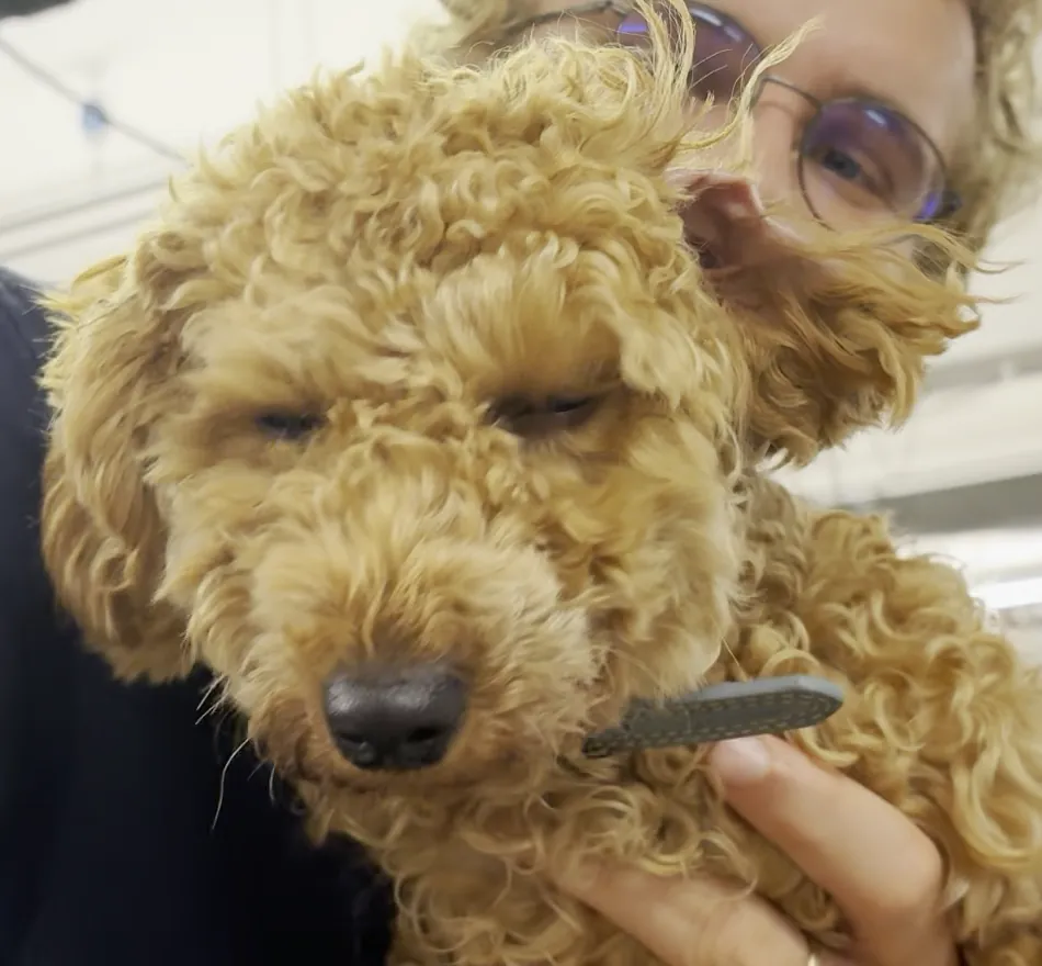 Claudette, an apricot mini goldendoodle