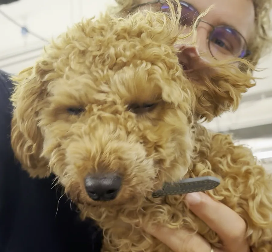 Claudette, a curly apricot dog